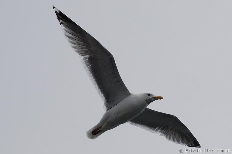 ENE-20090428-0021.jpg - [nl] Zilvermeeuw ( Larus argentatus ) | Lofoten, Noorwegen[en] Herring Gull ( Larus argentatus ) | Lofoten, Norway